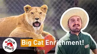 Pieter's Vlog: BIG Enrichment at LIONSROCK Big Cat Sanctuary! | FOUR PAWS South Africa | [SUBS]