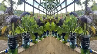 How to grow clean vegetables at home from recycled plastic cans. Easy for newbies