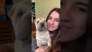 Cute Sharpei Dog kisses the owner #shorts