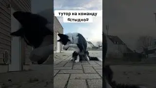 Тутор на команду стыдно за 5 минут #окки #собака #бордерколли #туториал #команда #дресировка #трюки