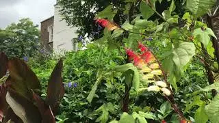 イギリスの庭園 Fenton House (London) フェントンハウス）①