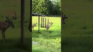 Whitetail Buck Works a Scrape Rope | Rut Behavior on Display #lipcurlscents #wildlife #whitetail