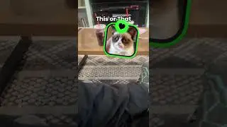 R.I.P grumpy cat