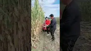 drought sickle 