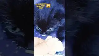 Too Hungry! 😋 3 Tiny Kittens vs. A Giant Cheese Plate! 🧀