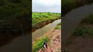haruan hunter.. #shortvideo #insta360go2 #casting