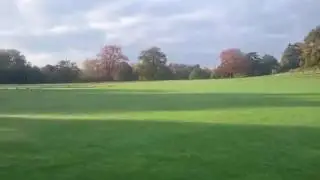 Canada Geese