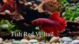 ✨ Deep relaxation with Betta Red Veiltail Fish [Meditation_softmusic] 🌙🎶#relax#meditation#sleep