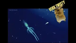 Purple back Flying Squid