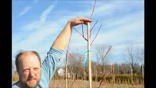 Lessons on Caring for a Red Maple Tree