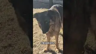 stressed lately German Shepherd GSD... 🤔🙃🐶 #shorts #ytshorts #viral #trending