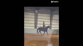 Trot is looking good for our show!! #horses #showprep
