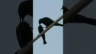 Birds On A Wire #Shorts