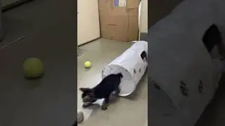 元気なチビ達！#猫#ねこ#保護仔猫#保護猫#animals #cat #catlovers #cute #cutecat #short #shorts #shortvideo