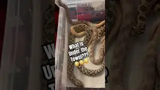 #snakebreeder #snakevideo #snakes #hognose #hognosesnake #colubrid #petsnake #funpets #horror #fear
