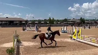 OTTB Jumper, 0.8 m Jump Off