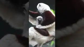 Baby lemur &hearts;️😍