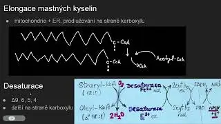 Biochemie 27 - Biosynt&eacute;za mastn&yacute;ch kyselin