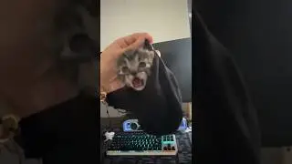 Angry kitten sock two #cat #kitty #cute #sock #two #memes