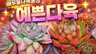 1/18)예쁜다육군생 선인장  신품종다육 