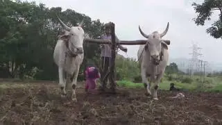 Government initiative- Maharashtra Agrotech Project boon to farming.