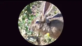 Air gun  hunting ground squirrel California Bush