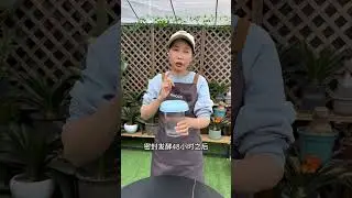 知道這個方法，生根劑不用買#扦插 #養花小知識 #種植小技巧 #花卉綠植