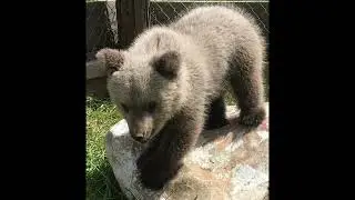 The Syrian brown bear