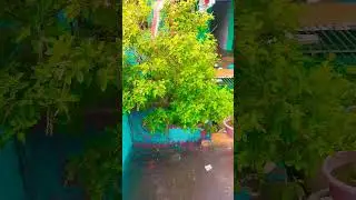Laharll lahar laharaye re mere aagan ki Tulsi maa,🙏🙏🙏🙏🙏🥀🥀🥀🥀
