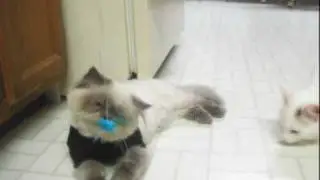 A Very Energetic Playtime (Teacup Himalayan Cat and Turkish Van)
