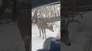 Deer Close-Up: Which Video Looks Better? I Need Your Feedback!