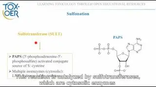 12 Phase II reactions Glucuronidation and Sulphonation of Paracetamol