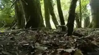 survival:quick spring spear trap