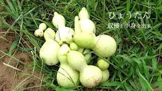 ひょうたんの加工　ひょうたんごっこを使ってみたGourd processing I tried using gourd play