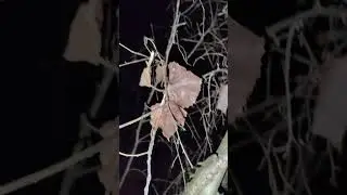 MYSTERY SOLVED! Egypt Cemetery Night Camping Halloween Night (The Appearing House)
