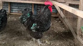 Jersey Giant Chicken Breed