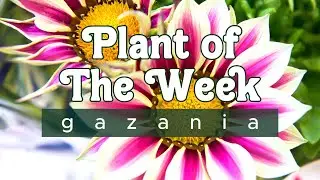 PLANT OF THE WEEK | GAZANIA