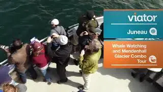 Juneau Wildlife Whale Watching & Mendenhall Glacier
