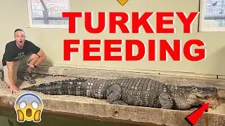 How The Alligators Eat On Thanksgiving!!!