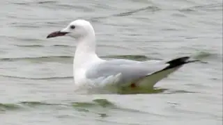 Slender-billed Gull (Chroicocephalus genei)