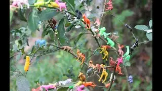 Animals collection | Different Types Tyos Animals- Cow Toys, Spider, Cat, Beetles, Ant Toys,