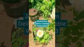 Jayakondam parcel#doordelivery#packing#dispatch#trendy#homegarden#update#reels#shorts#youtube#tamil