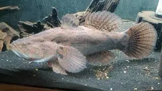 MONSTER MARBLE GOBY Male (2 years old)