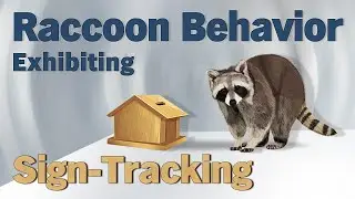 Raccoon Behavior Exhibiting Sign-Tracking