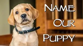 Labrador Retriever Win a years supply of dog food! - Meet our new puppy!!