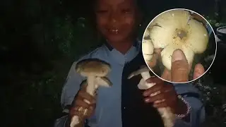 Alhamdhulilah mbolang jamur tengah malam jumat dapet banyak pemersa. 