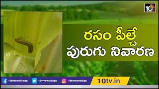 రసం పీల్చే పురుగు నివారణ | Best Farmer Award 2019, PJTSAU 5th Foundation Day 2019 | Matti Manishi