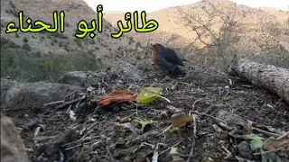 فيديو جميل لطائر أبو الحناء 