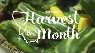 Summer Squash: Montana Harvest of the Month