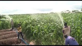 Farmers in Rwanda turn to irrigation to deal with climate change